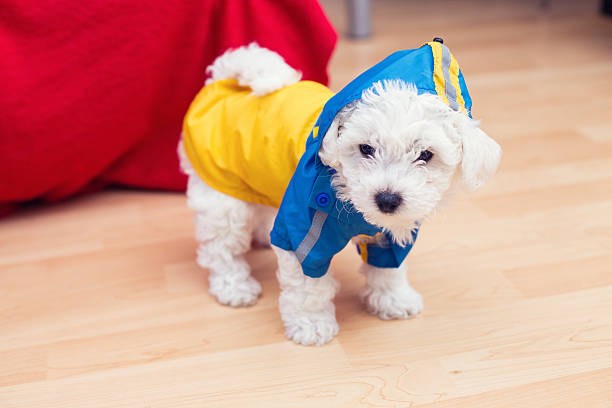 Cute little Bichon puppy with raincoat