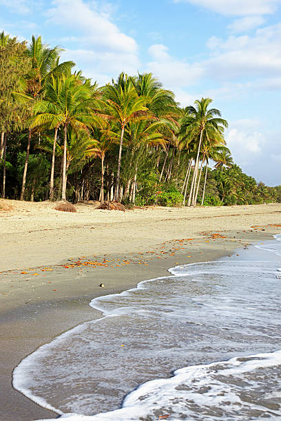 Tropical beach in summer with palm trees and ocean.  The beach is deserted.  The tide is on the turn and early morning humidity has formed mist and clouds.  Vertical, copy space