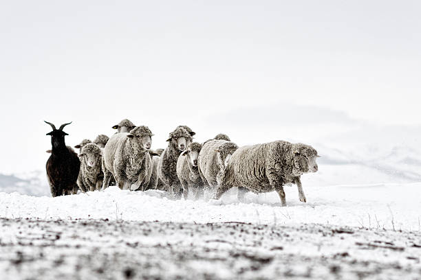 istock sheep in cold white winter landscape 531677673