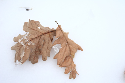 two leaves of oak on white snow