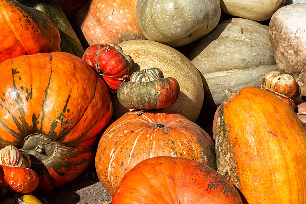 istock Orange pumpkins in different shapes on the pumpkin patch. 531677923