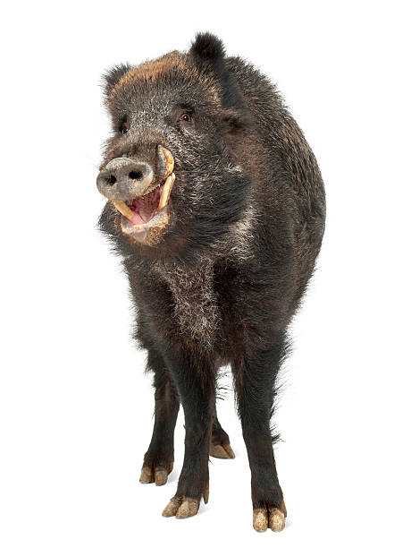 Wild boar, also wild pig, Sus scrofa, 15 years old, portrait standing against white background