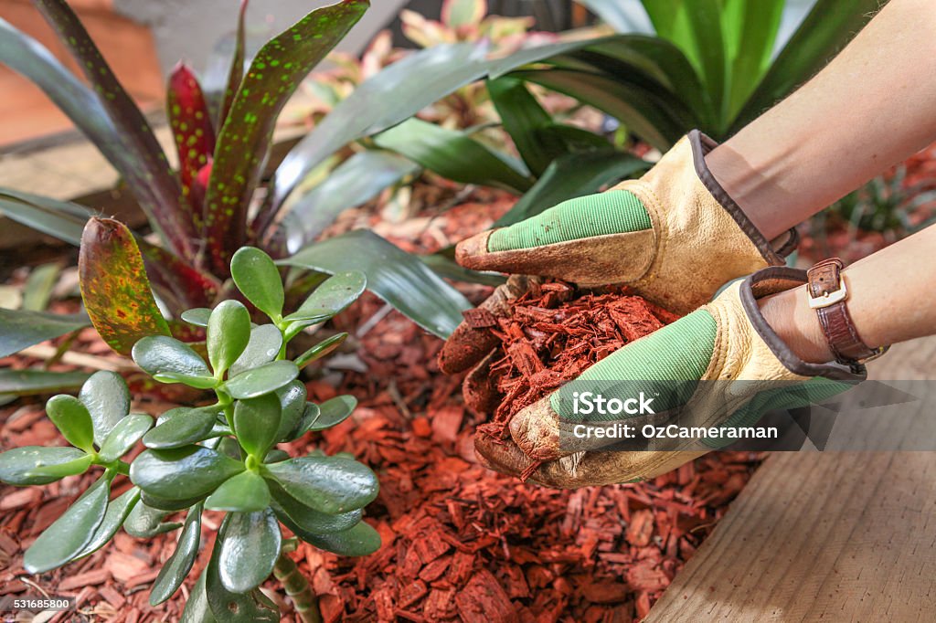 Mulchen den Garten mit Rot-Zeder Span - Lizenzfrei Mulch Stock-Foto