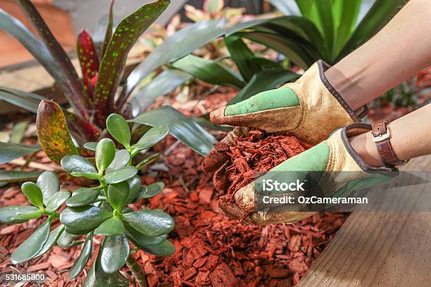 Mulchen Den Garten Mit Rotzeder Span Stockfoto und mehr Bilder von Mulch - Mulch, Gartengestaltung, Gemüsegarten