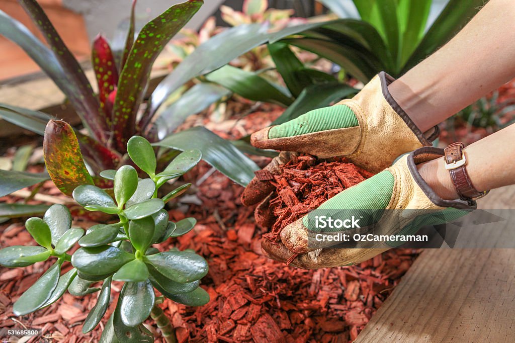 Mulching the garden with red cedar woodchip Health garden with red cear woodchip mulch. Garden maintenence in Spring while wearing Gardening gloves. Mulch Stock Photo