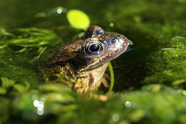 istock Frog in the pond weed 531685870