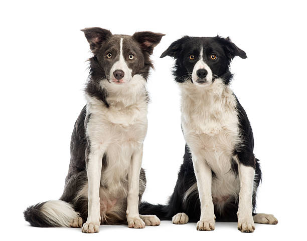 istock Two border Collies sitting and looking at the camera 531685918