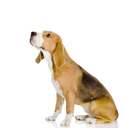 Beagle dog looking away and up. isolated on white background