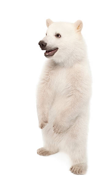 niedźwiedź polarny młode, ursus maritimus hind stojący na nogawkach - polar bear young animal cub isolated zdjęcia i obrazy z banku zdjęć