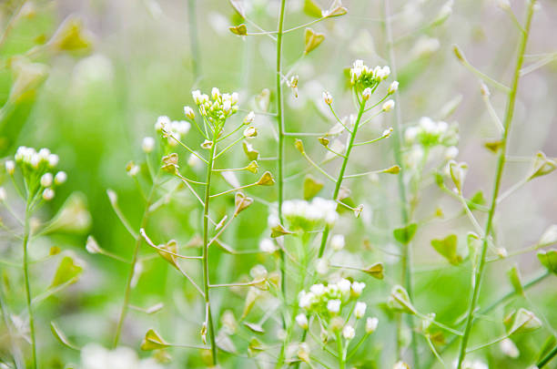 istock Capsella bursa-pastoris in summer city park. 531687196