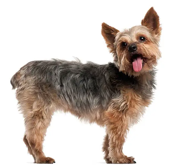 Yorkshire Terrier, 14 and a half years old, standing in front of white background