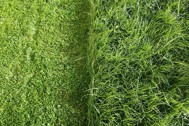 partially cut grass lawn. Part of lawn has been cut and other part was not cut