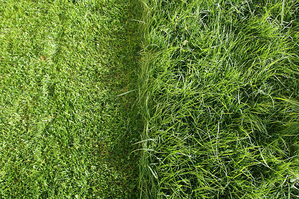 parcialmente máquinas de cortar relva - leafy greens imagens e fotografias de stock