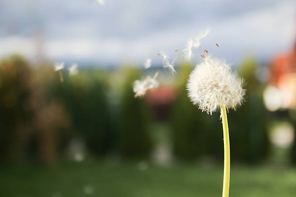 istock dandelion blowing seeds in the wind 531687756