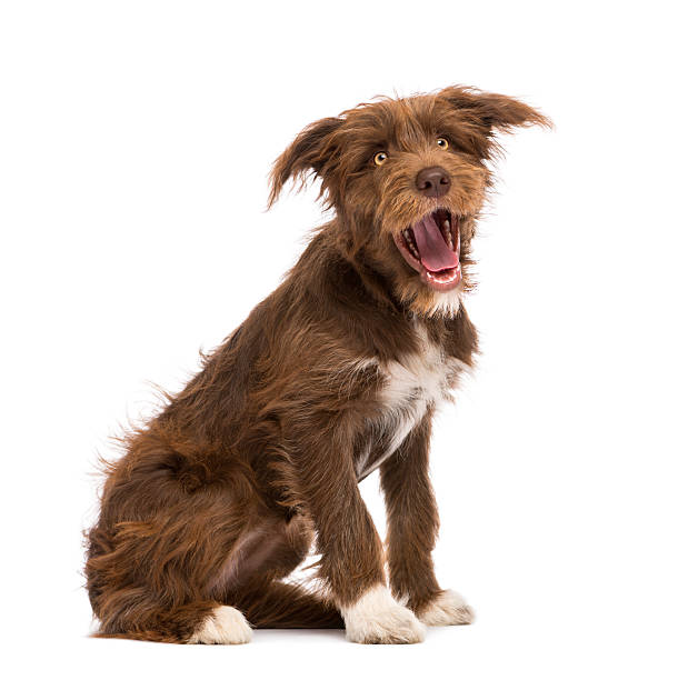 istock Crossbreed, 5 months old, sitting against white background 531688140