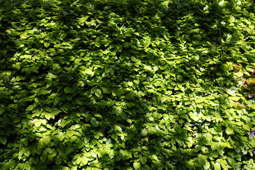 Shadows on a green beech hedge for use as a background