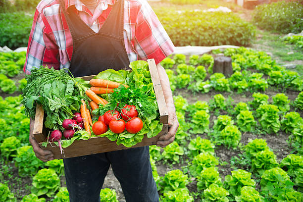 손 홀딩-쇠살대 가득 날것 야채면 - organic vegetable farm freshness 뉴스 사진 이미지