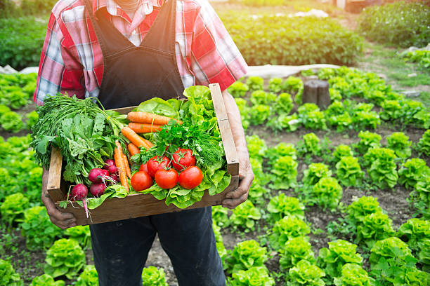 Hands holding a grate full of raw vegetables Old man's hands holding a crate full of raw vegetables-carrot, tomato, turnib, parsley, dill and lettuce. Field with lettuce plants and spices on background. spring mix lettuce leaves stock pictures, royalty-free photos & images