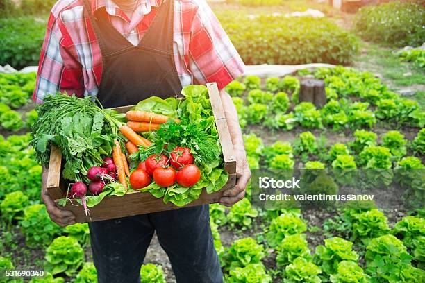 Hands Holding A Grate Full Of Raw Vegetables Stock Photo - Download Image Now - Vegetable, Vegetable Garden, Basket
