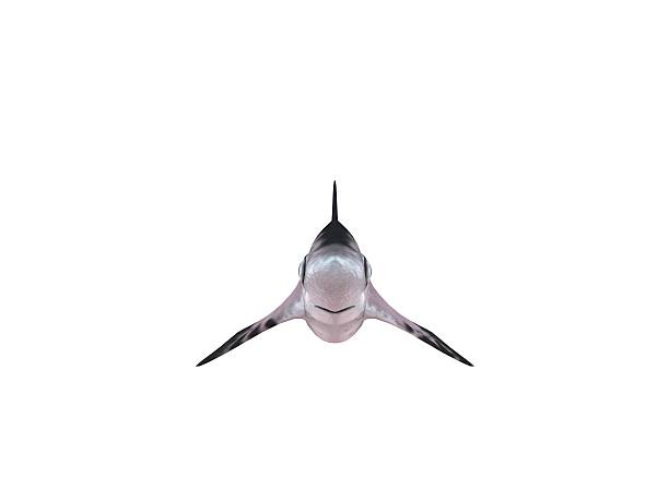 istock 3d render of a shark inside a white stage 531690492