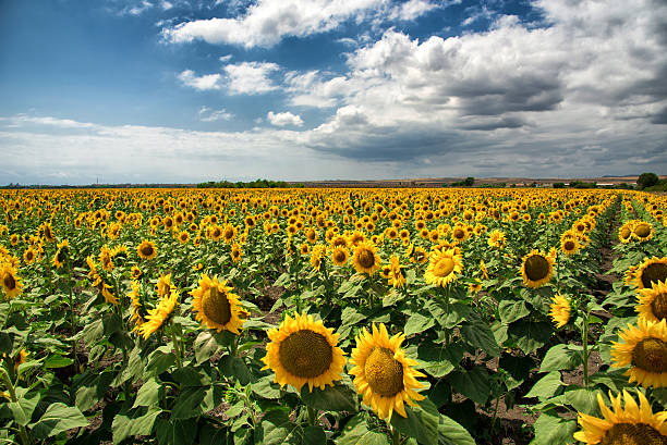 istock Sunflower field in the summer, Bulgaria. 531690552