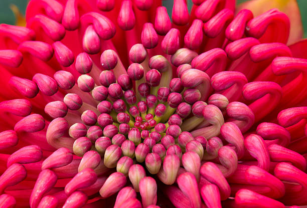 istock Red flower in the middle of the  forest 531690850