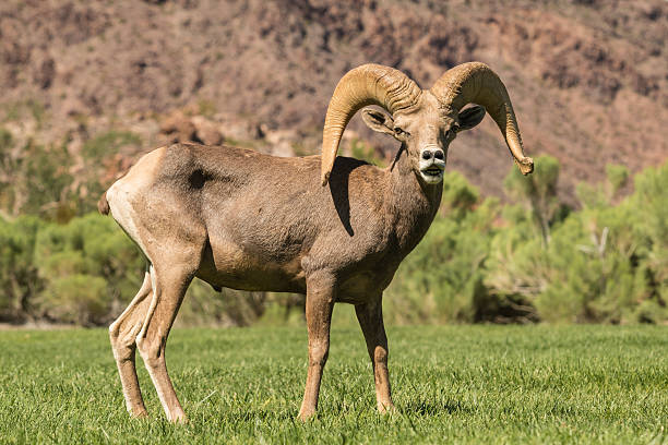 a rutting desert bighorn sheep ram standing broadside