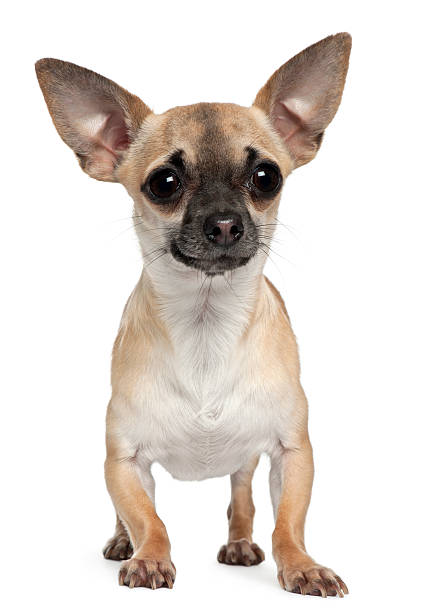 istock Chihuahua, 1 year old, standing in front of white background 531691382