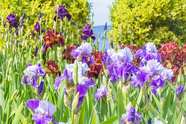 background landscape of bright purple and orange iris against the sea in the Nikitsky Botanical Gardens in Yalta