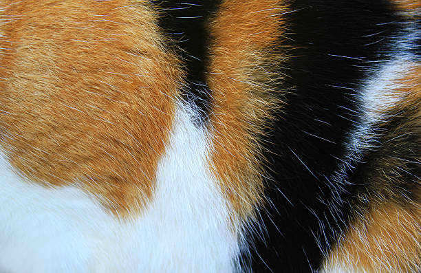 istock Tortoiseshell Cat fur detail 531691887
