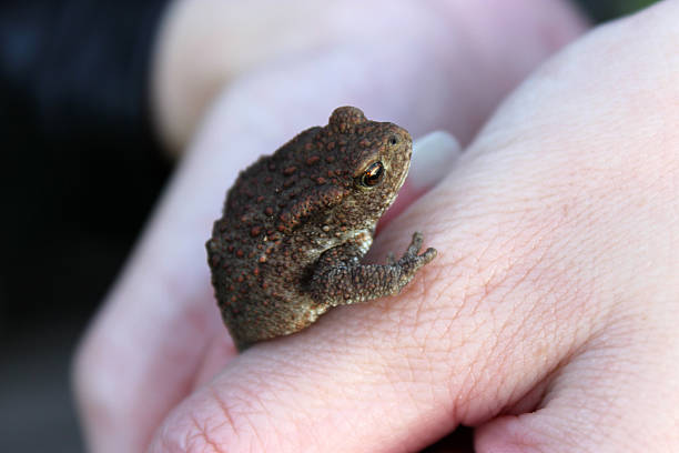istock Girl holds a frog in her hands 531692113