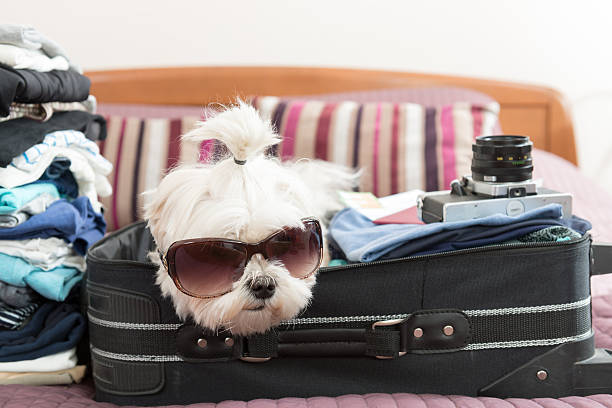 istock Dog sitting in the suitcase 531692716