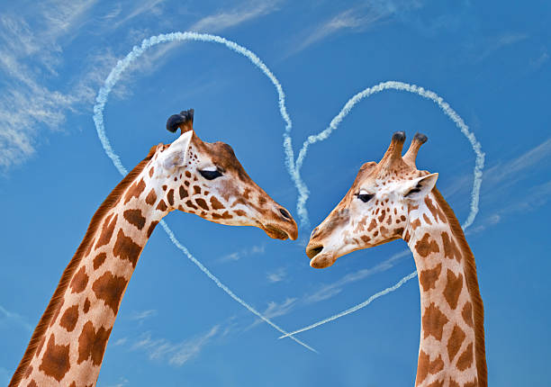 Anticipation for love Couple of giraffes on backgrounds of sky with heart from clouds. giraffe photos stock pictures, royalty-free photos & images