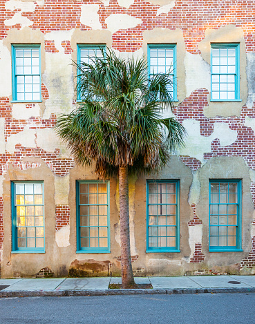 A Palmetto tree on a sidewalk in Charleston, South Carolina.