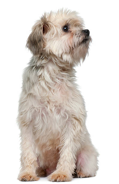 istock L√∂wchen or Petit Chien Lion, 3 years old, sitting 531693794