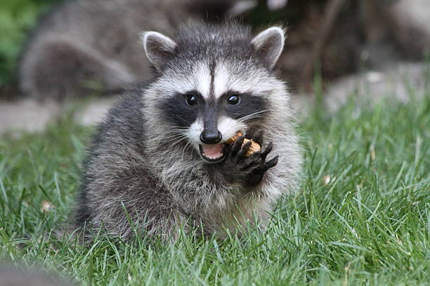 Baby Raccoon eating A Baby Raccoon eating a peanut. Washington state racoon stock pictures, royalty-free photos & images