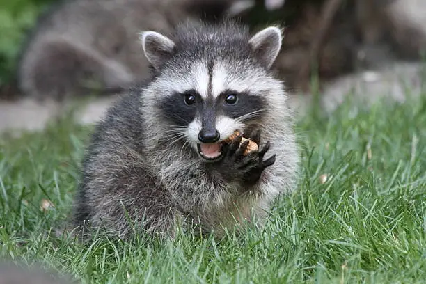 A Baby Raccoon eating a peanut. Washington state