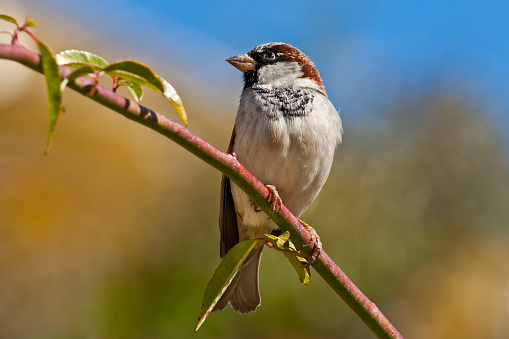 The House Sparrow (Passer domesticus) is a common bird, found in most parts of the world. Females and young birds are colored pale brown and grey, and males have bright black, white, and brown markings. The house sparrow is native to most of Europe, the Mediterranean region, and much of Asia. It has been introduced to many parts of the world, including Australia, Africa, and the Americas, making it the most widely distributed wild bird. This male was photographed in Bisbee, Arizona, USA.