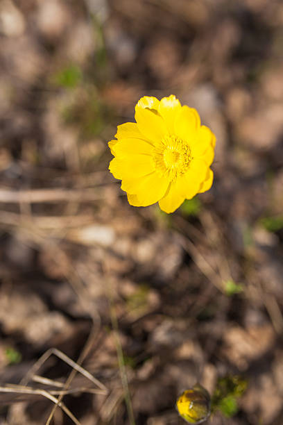 istock Yellow flower of spring in the forest 531694160