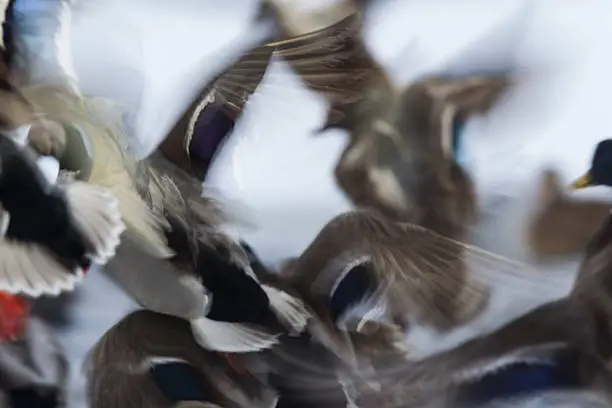 photographing mallard ducks flying away with long shutterspeed. It creates an abstract image with a couple of freezing feathers.