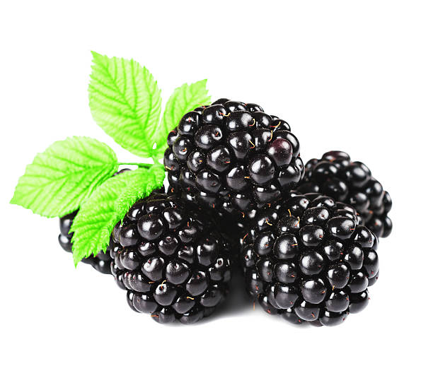 istock blackberry with leaves isolated on the white background 531695366