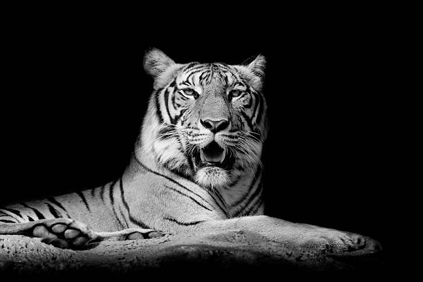 istock Black and White Close up tiger 531695405
