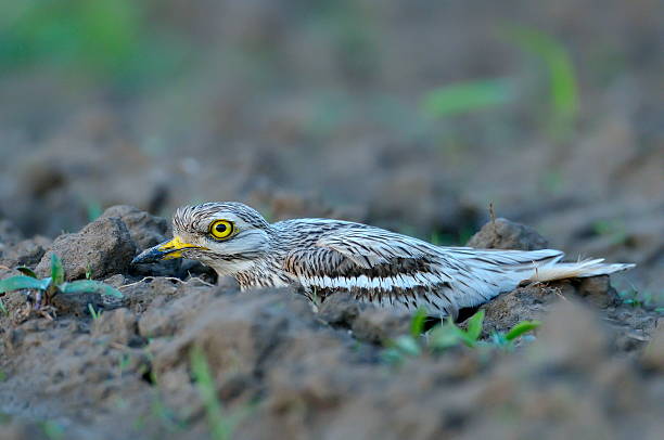 istock Burhinus oedicnemus (Eurasian Thick-knee, Eurasian Stone-curlew 531696037