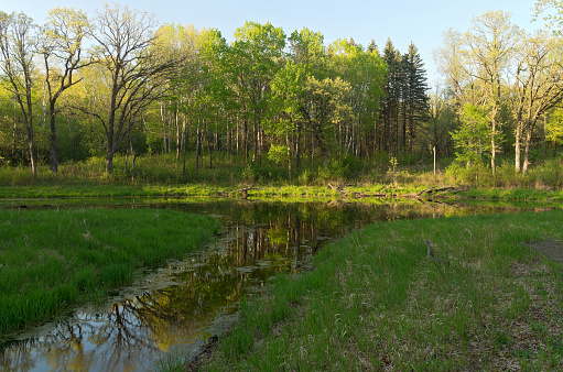 marshes and forest of battle creek regional park in saint paul minnesota during lush greenery of spring