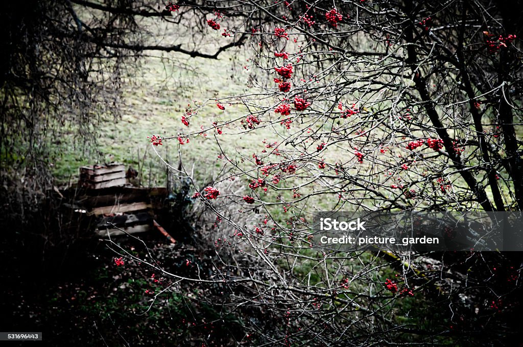 rowan berries in mysterious wild garden mysterious atmosphere in wild garden with compost pile and European rowan berries on leafless tree in winter. 2015 Stock Photo