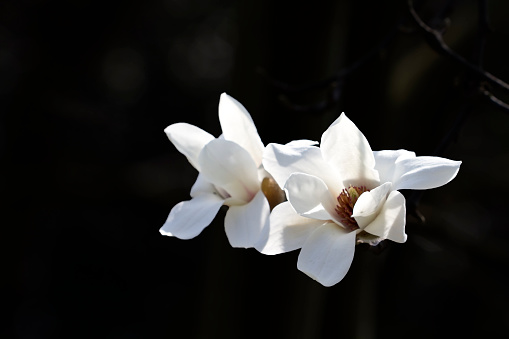 White Magnolia