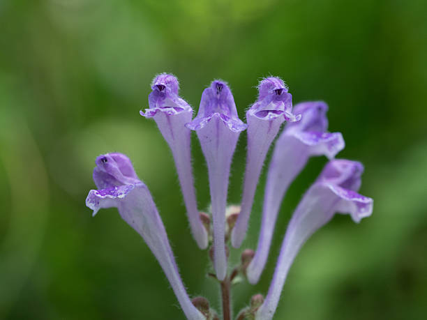 Purple Scutellaria indica var. parviflora blooms stock photo