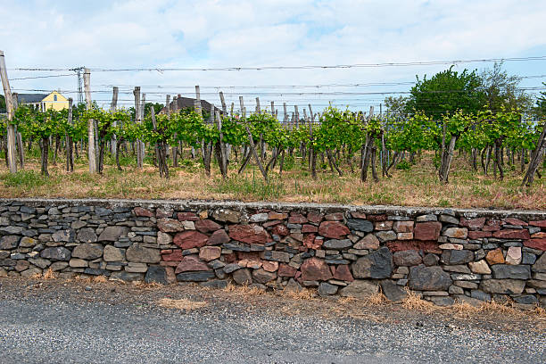 mansion with vineyard stock photo