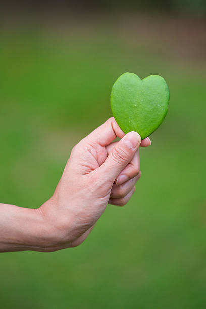 istock holding green heart from leaves 531698533