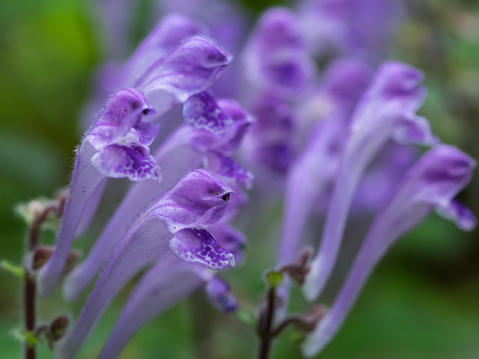 Purple Scutellaria indica var. parviflora blooms